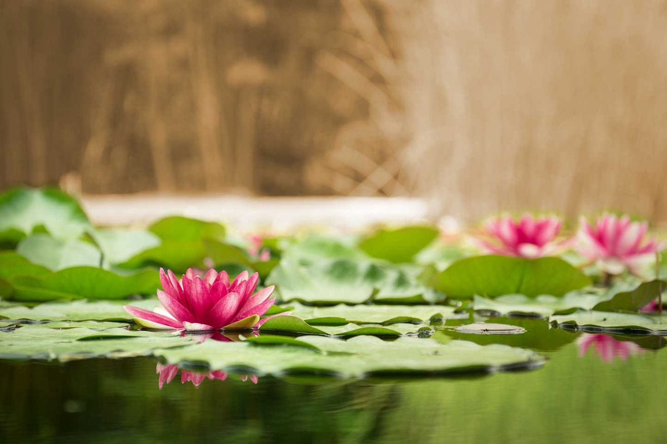 Ayurveda Wohlfühl Insel